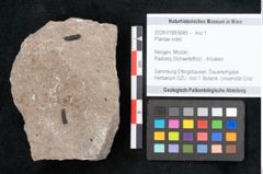 Foto (Objekt + Etikett) von Plantae indet.  (NHMW-GEO-2024-0188-6685)